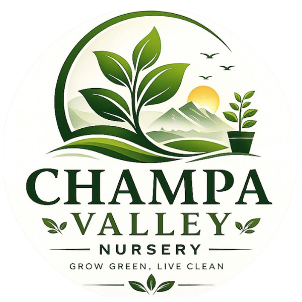 champa valley nursery